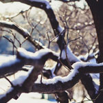 snow resting on branches of a tree